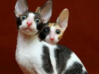 如何科学饲养柯尼斯卷毛猫？（宠爱你的猫咪，从这些养护方法开始）