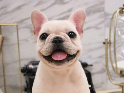 如何选择适合法国斗牛犬的狗粮（为你的法国斗牛犬提供健康饮食的关键）