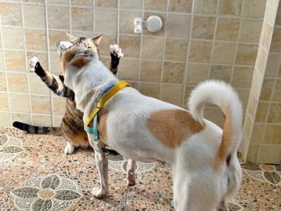 猫为什么突然乱拉屎？（探索猫咪排便行为的原因与解决方法）