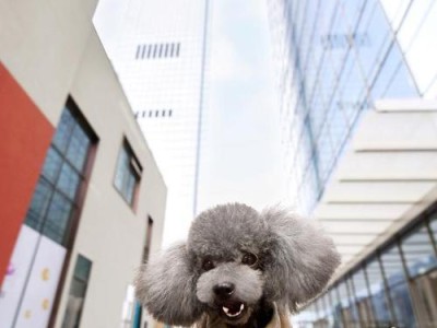 养一只泰迪犬一年需要多少钱？（泰迪犬养育费用详细分析及省钱技巧）