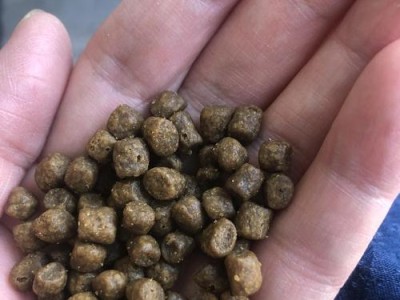 猫粮发霉的危害及预防措施（识别猫粮发霉的标志及怎样保持猫粮的新鲜与安全）