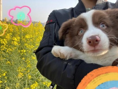 让幼犬平安过狗生童年的秘诀（饲养三只边牧的铲屎官带你避坑，让宠物幸福成长）