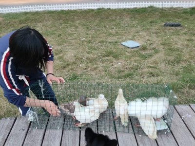 狗狗为什么吃草？（探究狗狗吃草的原因及好处）