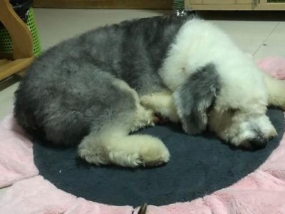 养古牧需要注意的事项（古牧铲屎官的准备工作）