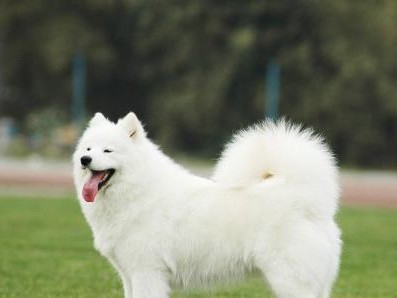 产后母犬保健指南(如何做好产后母犬的饮食与营养?)