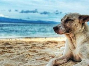 照顾狗狗，关注这些部位（了解宠物健康，让爱更贴心）