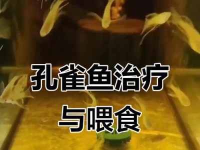 孔雀鱼的饲养技巧——喂食时机与频率探析（孔雀鱼喂食时间的重要性及如何正确喂养）