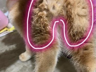 探究猫咪身上的骚臭味——原因与解决方法（帮你轻松搞定猫咪身上的异味问题）