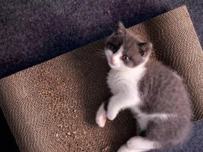 猫的生殖器长什么样子？（揭秘猫咪的隐私，探究其生殖器构造）