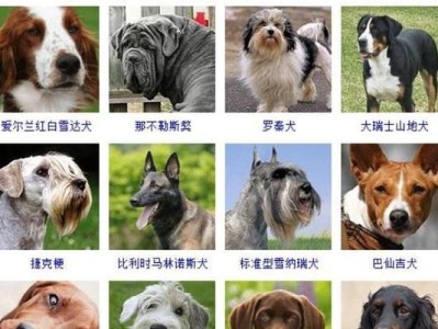 以宠物为主，打造健康快乐的小伙伴（以宠物为主，打造健康快乐的小伙伴）