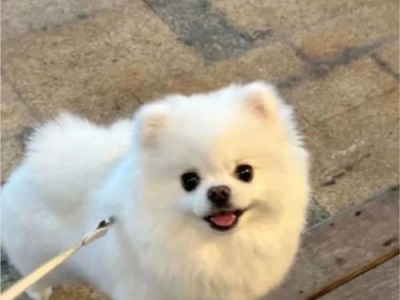 博美与俊介的区别及特点（挑选宠物犬时需了解的博美与俊介之间的差异）