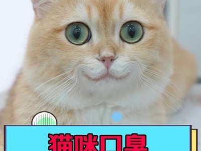 猫咪口臭的原因及治疗方法（为什么可爱的猫咪会出现口臭？如何有效治疗口臭问题？）