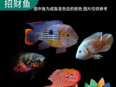 地图鱼的饲养全攻略（地图鱼饲养要点和注意事项，轻松养好你的地图鱼）