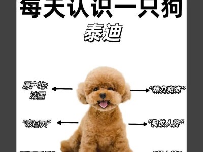 泰迪犬养育指南（新手刚开始养泰迪的注意事项）