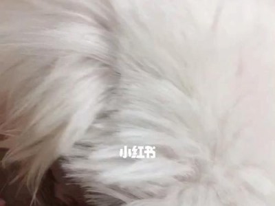 狗狗分娩马尔济斯的过程与注意事项（马尔济斯分娩的知识和技巧，助你做好宠物养护）