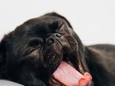 以巴哥犬如何快速长毛（科学饮食与护理促进以巴哥犬毛发生长）