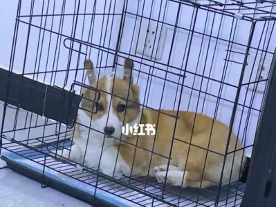 如何正确清理你家柯基犬的耳朵？（一步步教你如何保持你的宠物耳朵清洁及健康。）