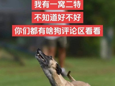 速度超快的灵缇犬（拥有灵敏动作和活力爆棚的伴侣，带给你家庭无限欢乐）
