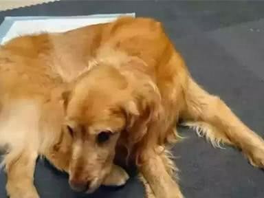 如何应对金毛犬怀孕？（铲屎官必看的育婴指南）