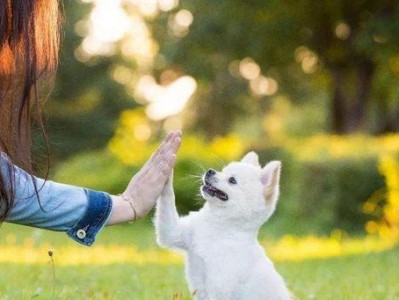 准妈妈的宠物养护（怀孕期间的猫狗生活安排）
