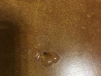 狗狗的正常排便次数及原因解析（狗狗排泄次数少的原因及解决方法）