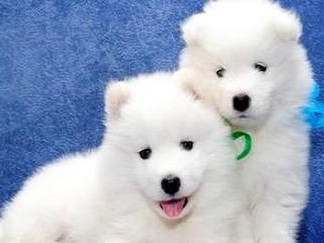 如何以宠物的方式养萨摩耶犬（十项准则带你成为合格的萨摩耶犬主人）