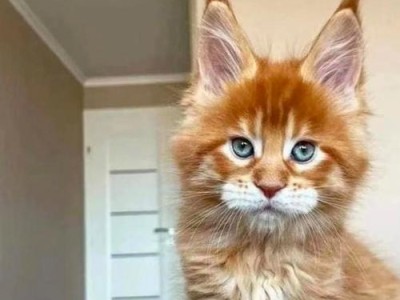 猫耳朵为何会感到烫？（探索猫耳朵温度敏感的原因）
