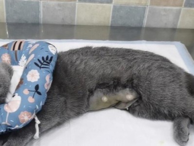 母猫怀孕期间如何限制猫咪活动（宠物健康保障，从怀孕期开始）