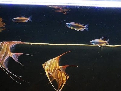 如何饲养健康的扯旗鱼（以刚果扯旗鱼为例，打造最优质的宠物饲养方法）