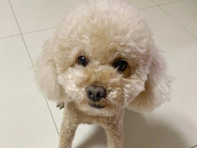 探寻泰迪杂毛的多彩世界（揭秘泰迪杂毛丰富多样的毛色）