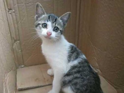 山东狮子猫的饲养方法（了解狮子猫的习性和需求，让它健康成长）