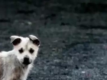 古代以犬的称谓及其意义（揭秘古代以犬称谓的多样性与文化内涵）