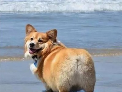 以柯基犬为主题的饲喂常识（如何正确地饲喂柯基犬，让它健康快乐）