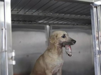 如何正确包扎狗狗尾巴受伤（宠物主人必看，让你的爱犬快速康复）