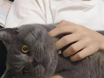 英短猫价格差距大的六大原因解析（探究造成英短猫价格差距大的关键因素）