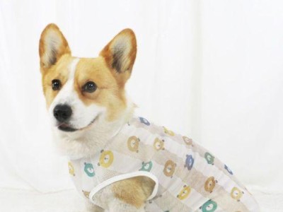 夏季柯基犬不爱吃东西该怎么办？（让宠物保持健康的方法和技巧）