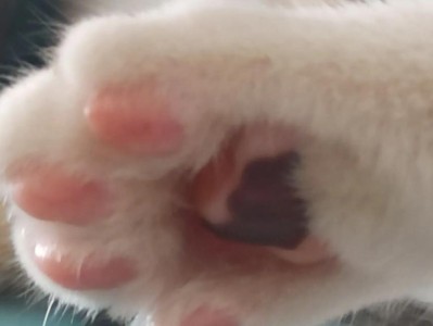 揭秘猫咪为何饭后舔爪子的秘密（探寻猫咪舔爪子的原因及作用，了解这一行为的意义）