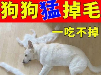 狗狗不吃不拉怎么办？药物治疗的有效方法探析（药物治疗可解决狗狗不吃不拉问题，）