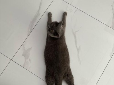 猫趴下姿势的意义与解读（揭开猫咪躺下方式的秘密，一窥其内心世界）
