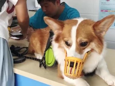 小柯基打针的必要性与常见疫苗（了解针对小柯基的预防接种和疫苗的重要性）