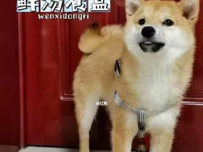 狗狗的饮食管理（如何判断狗狗是否吃饱？饮食量与狗狗的健康关系密切。）