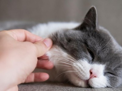猫咪感冒的表现及应对措施（猫咪感冒的症状、预防和治疗方法一览）