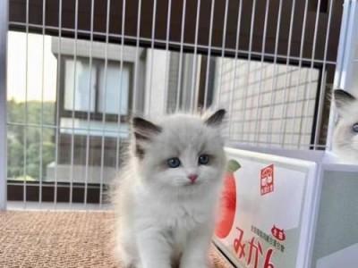 揭秘布偶猫的魅力之谜（为什么布偶猫如此吸引人？）