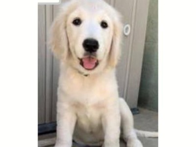 金毛犬的经典之色——正宗的金色（探究金毛犬的标志性外貌特征及其遗传机制）