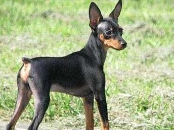 小鹿犬和吉娃娃的区别及如何辨别纯种小鹿犬的关键点（纯种小鹿犬与吉娃娃的外貌、性格和护理差异）