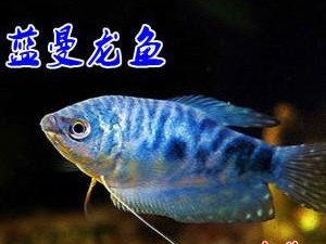 蓝曼龙鱼的饲养方法（科学养殖，健康生长）