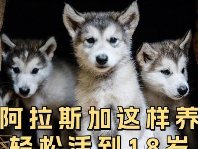 新手养狗攻略（为您提供满分犬种养护指引，让您成为专业的阿拉斯加犬饲养家）