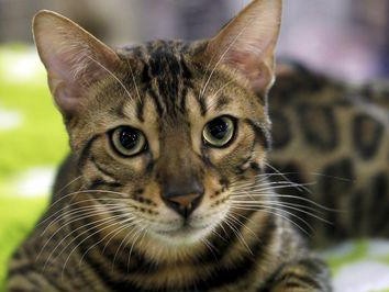 宠物猫咪常见疾病及预防方法（了解猫咪的身体状况，预防多种疾病）