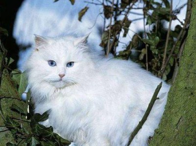 如何科学饲养山东狮子猫（以宠物为主，让爱与责任同在）