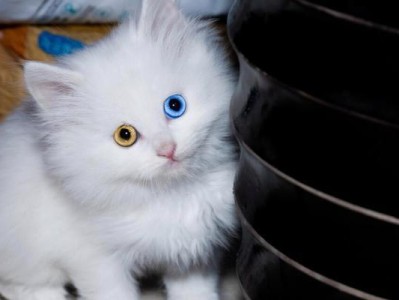 狮子猫（探寻狮子猫的魅力与魔力）